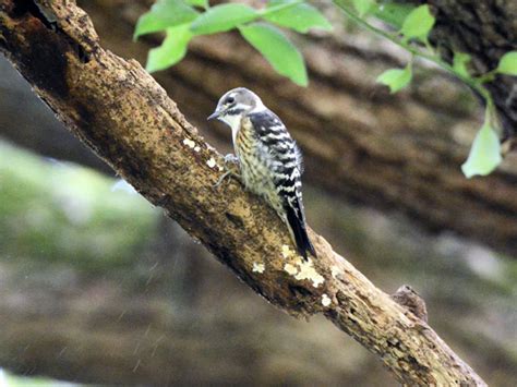 鳥啄|啄(タク)とは？ 意味や使い方